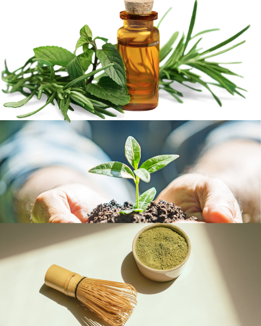 MEDICINAL HERBS